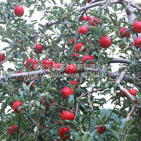 众城3号苹果苗抗病耐寒爱妃苹果苗南北方分类种植