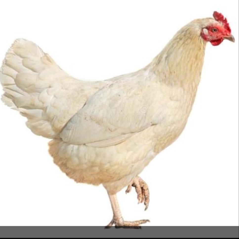 陕西新海兰灰青年鸡采用华裕鸡苗培育 新海兰灰青年鸡毛色更纯没有红羽鸡