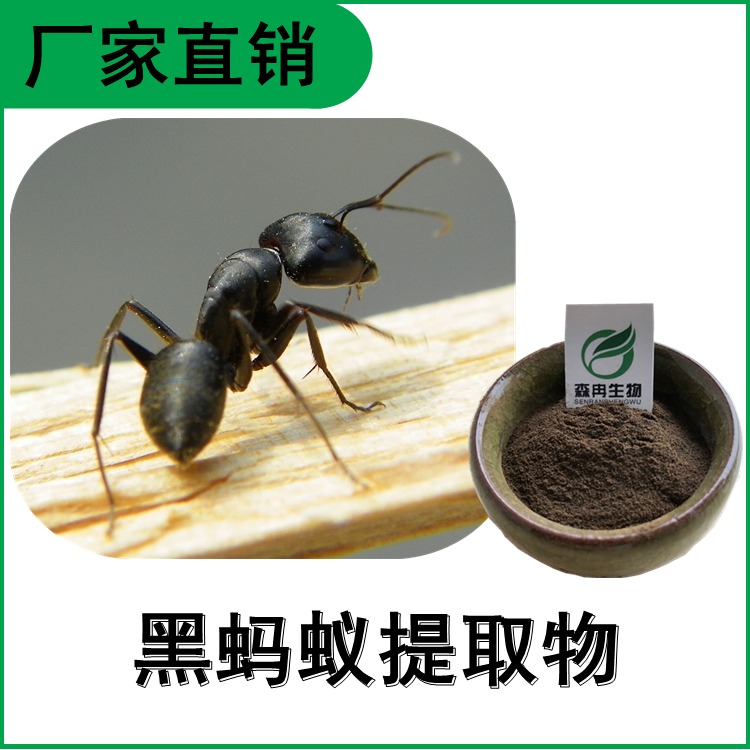 森冉生物 黑蚂蚁提取物 浓缩粉 棕黑色粉末 多种规格 提取原料粉图片