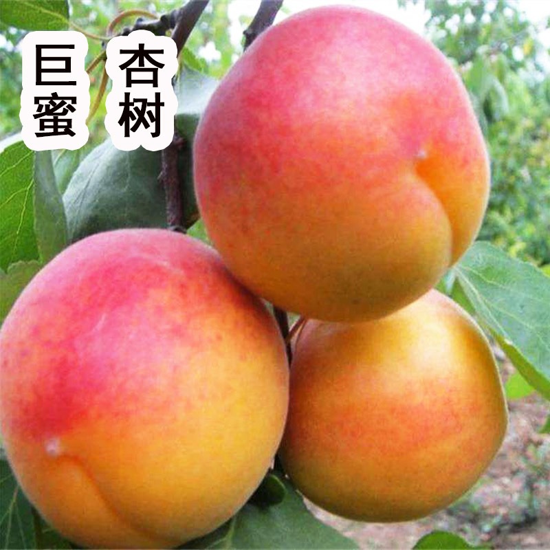 双甜巨杏树苗 嫁接杏树 杏仁香甜杏子当年结果南方北方种植果树