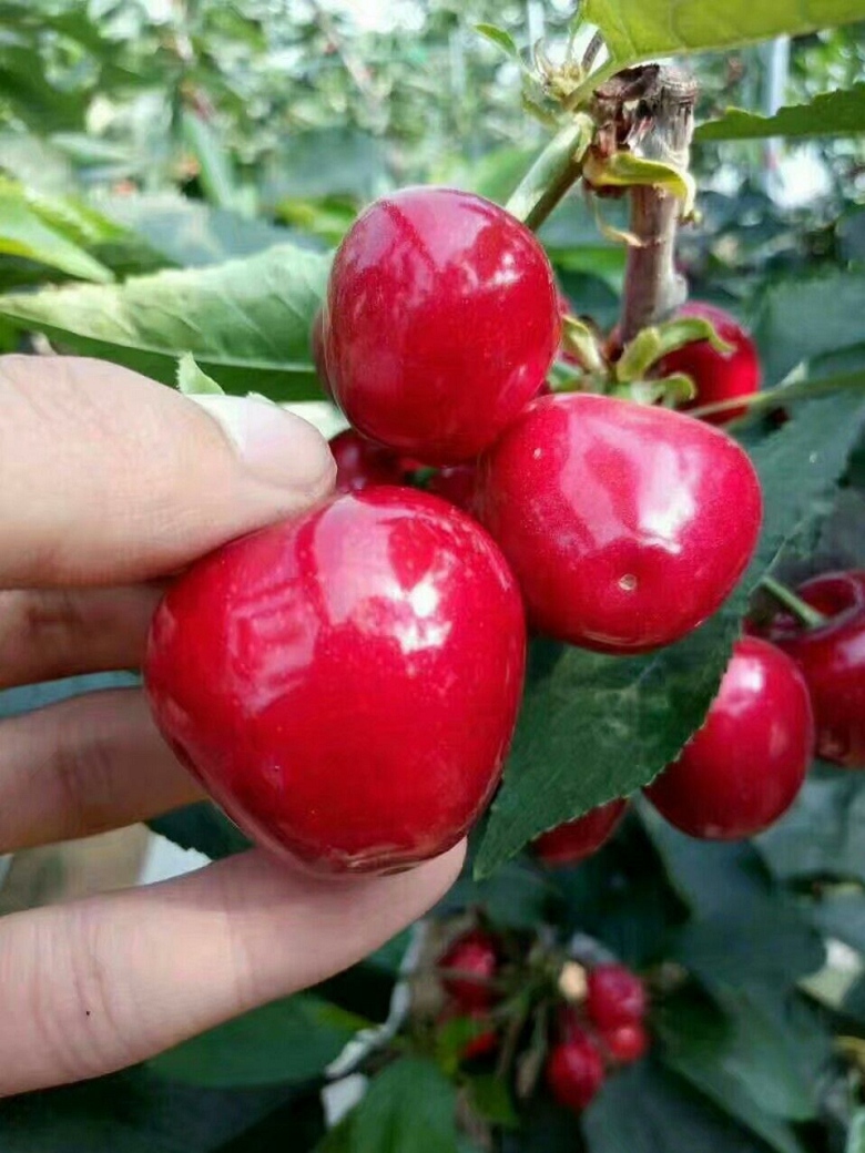 鲁樱3号樱桃苗基地保湿发货市场前景好20克的大樱桃