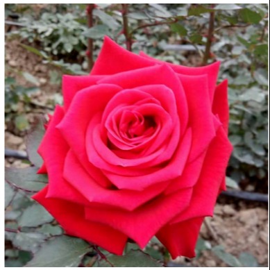 桑德拉玫瑰樱桃苗价格 桑德拉玫瑰樱桃苗品种介绍图片