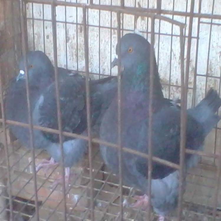 宁夏元宝鸽养殖场 元宝鸽价格 大体元宝鸽 2斤的元宝鸽