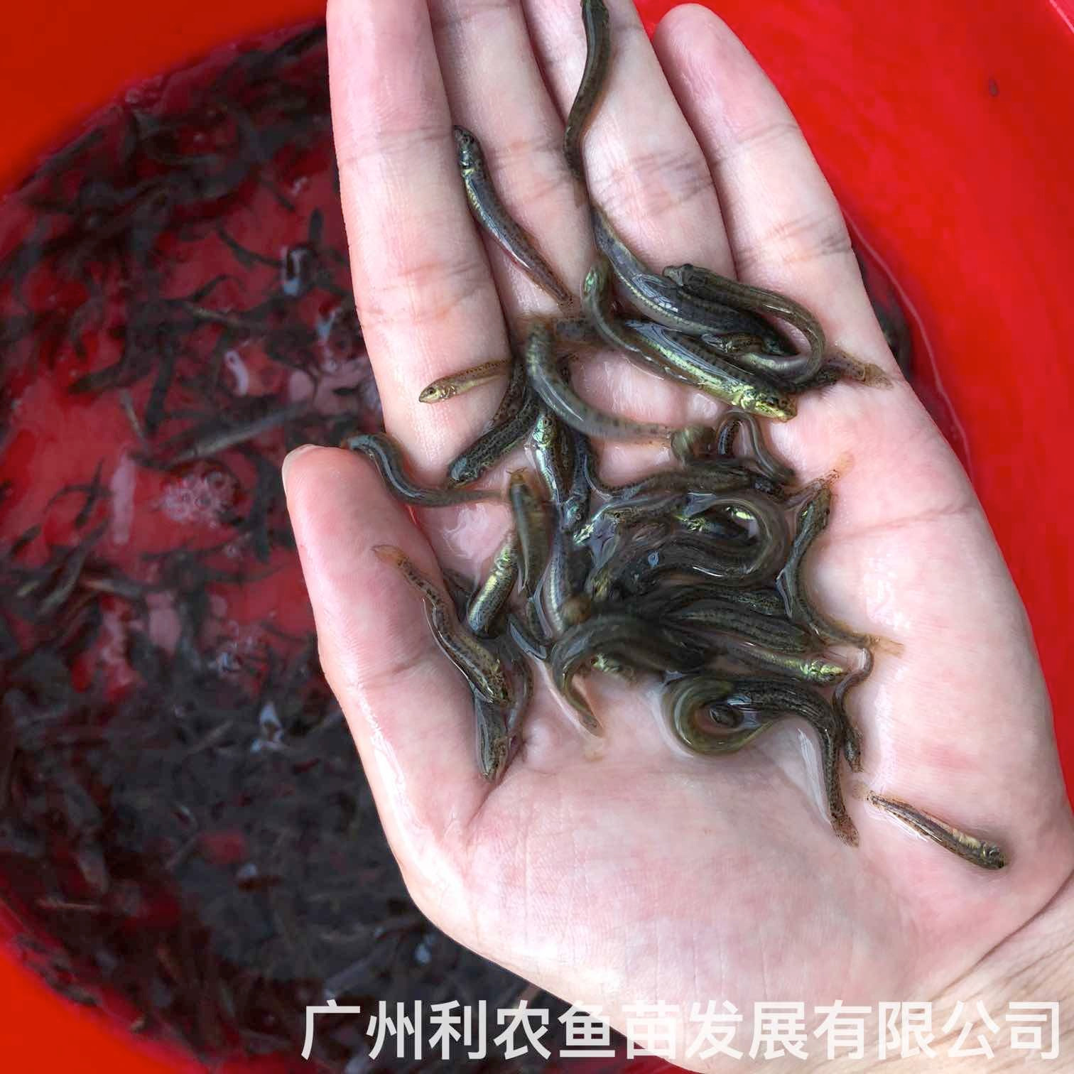 广西钦州台湾泥鳅苗出售广西柳州泥鳅鱼苗批发