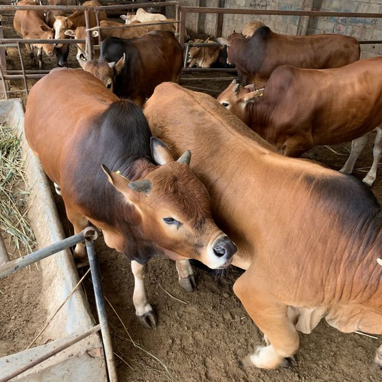 中威养殖育肥圈养牛犊体驱粗壮