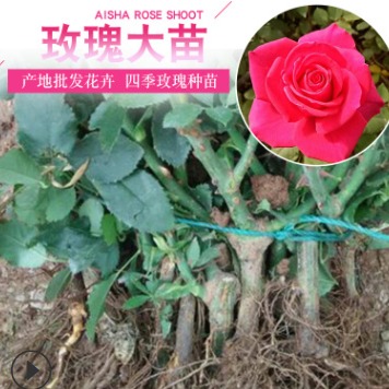 斗南玫瑰花苗 月季种苗 花卉种子 批发基地图片