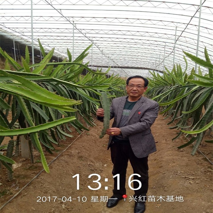 台湾红心火龙果苗 品种纯产量高 火龙果树苗批发价格