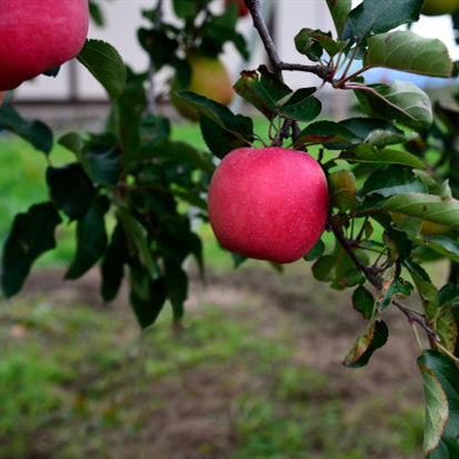 黑钻苹果苗欢迎实地考察花牛苹果苗根系发达