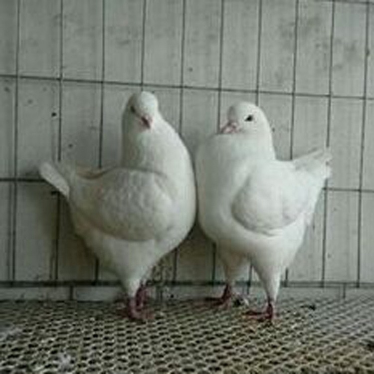 元宝鸽白色的种鸽一对价格 元宝鸽子养殖场 红色的元宝鸽价格