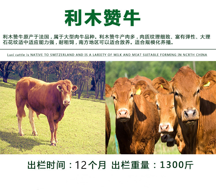 西门塔尔牛养殖视频挑选 西门塔尔小牛母牛犊出售 通凯 四川牛犊示例图5