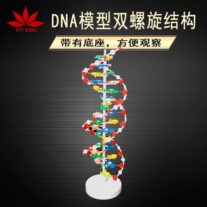 DNA模型双螺旋结构带底座60公分 遗传基因研究 医学模型图片