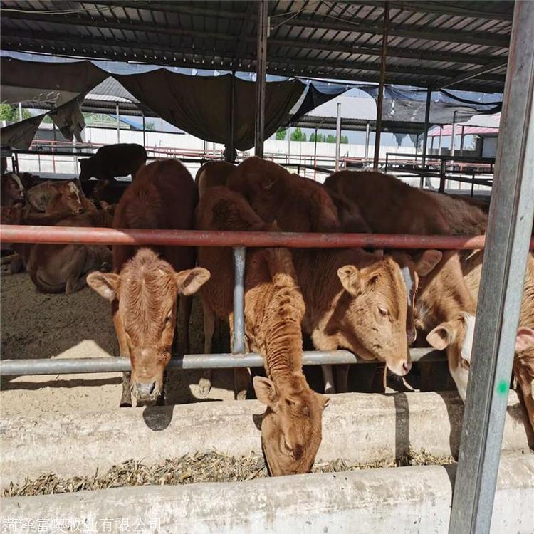 肉牛养殖黄牛价格 利木赞牛养殖场基地 改良肉牛小牛犊 鼎荣 自产自销