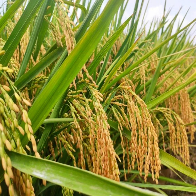 水稻种子 东北五常稻谷种子 正宗东北血统粒粒晶莹剔透五常大米种图片