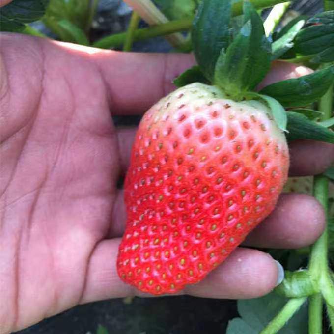 随珠草莓苗甜宝草莓苗打冷发货脱毒草莓苗