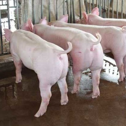 大约克母猪 防疫到位 产仔多保健康包成活 全国包邮到家