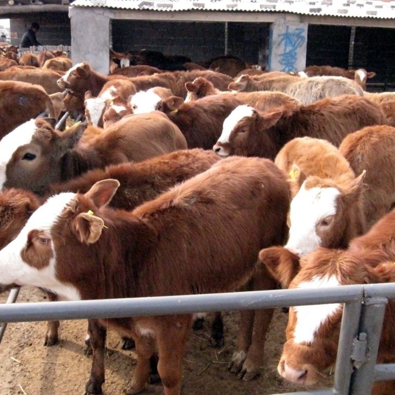 荟泰 供应西门塔尔牛 肉牛犊养殖