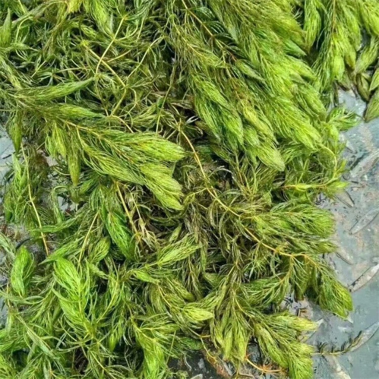 莲芳苑，金鱼藻种苗批发，沉水植物，承接金鱼藻种植
