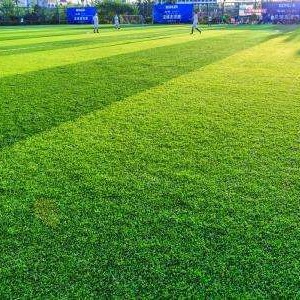 晋宁厂家现货仿真草坪  可回收人造草坪 儿童足球场仿真草坪 运动绿化塑料假草皮垫图片