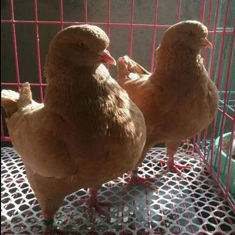 贵州红色元宝鸽价格2021 元宝鸽子种鸽养殖  大型元宝鸽子养殖场