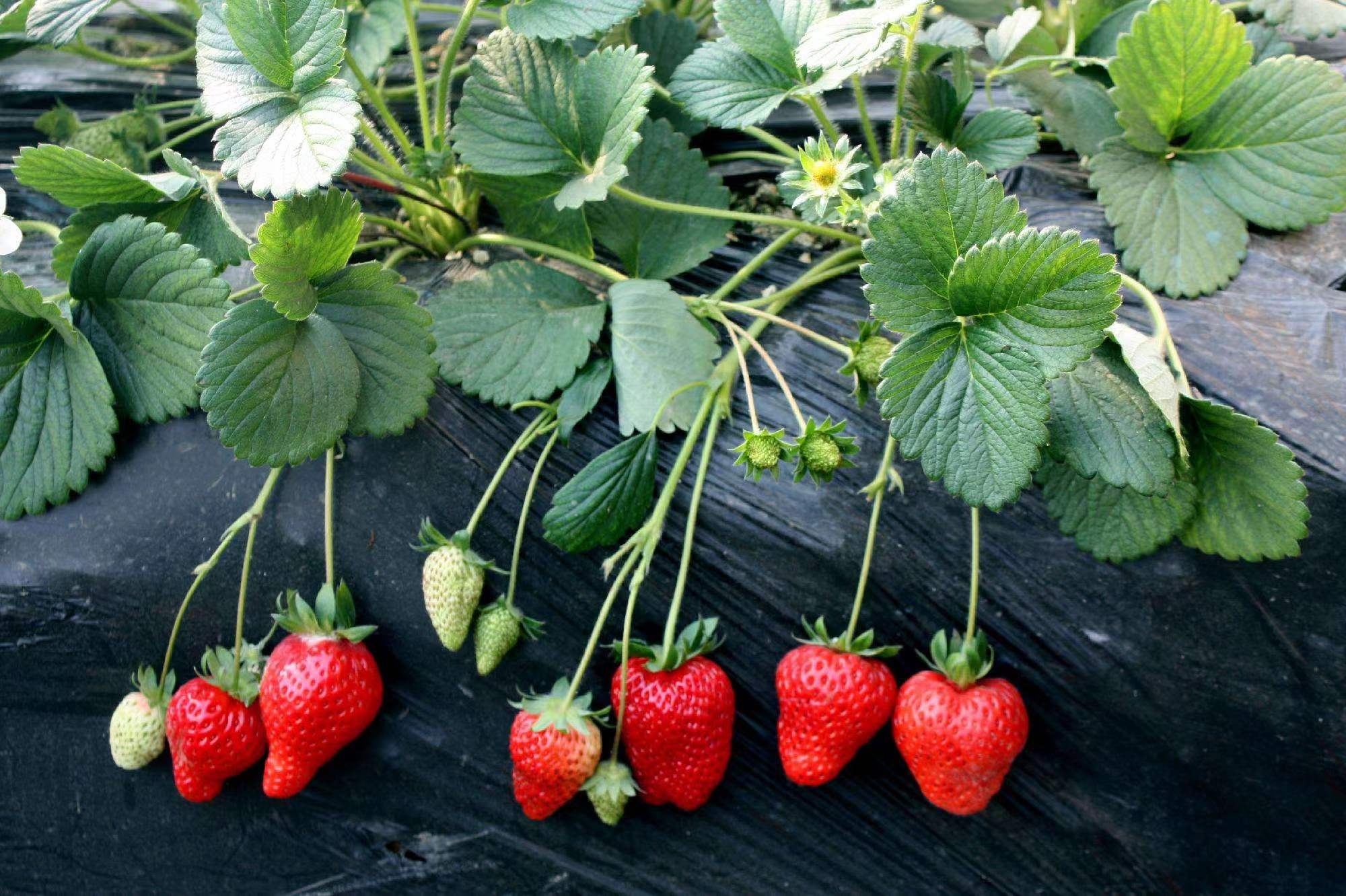 淡雪草莓苗甜宝草莓苗冷藏车发货打冷发货