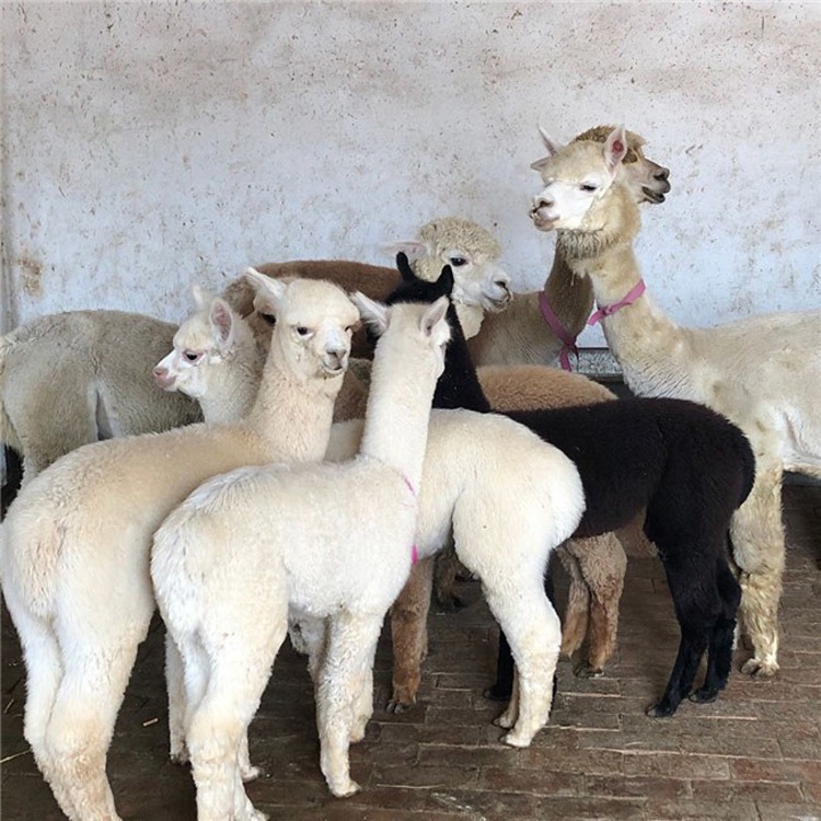 天津羊驼活体2021 羊驼养殖场  卖羊驼的厂家