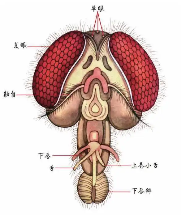 大多数蝇类的的口器属于舐吸式(即舔吸式),舔吸式的口器上下颚均退化
