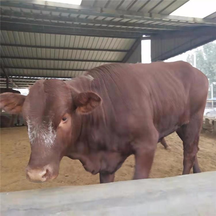 肉牛养殖场出售 利木赞牛养殖场基地 供应肉牛犊改良牛犊 鼎荣 价格实惠