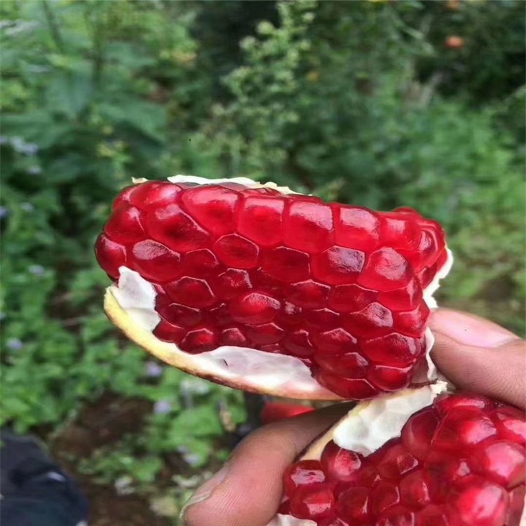 1 2 3公分突尼斯软籽石榴苗当年结果 泰安品种石榴苗价格 庭院种植 兴红农业图片