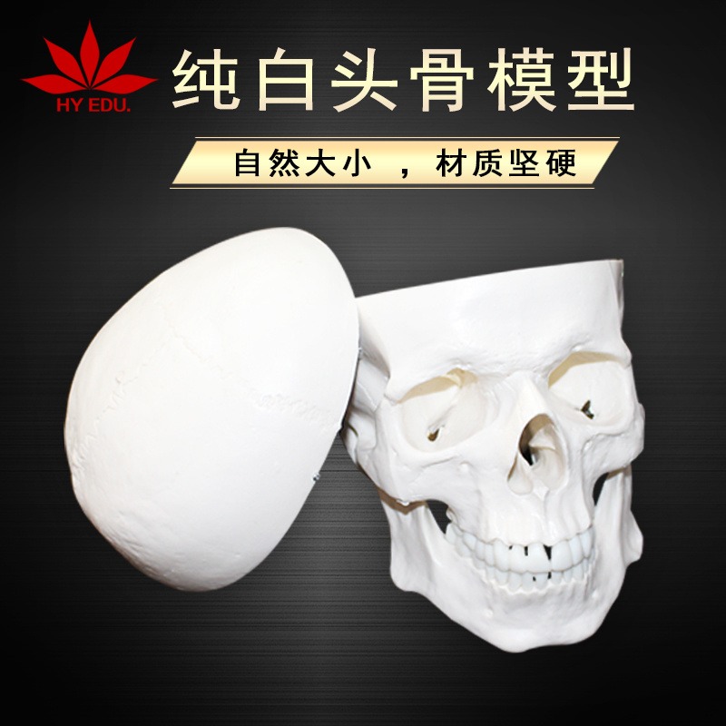 1比1头颅头骨自然大成人头颅骨写生 解剖教学 医学头骨模型
