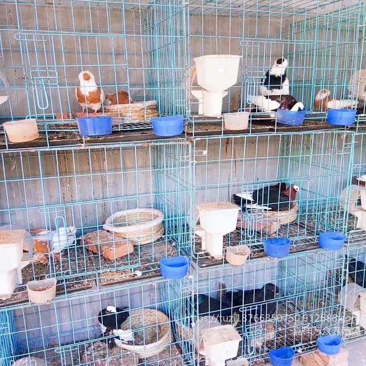 浙江观赏鸽养殖场 观赏鸽品种齐全  一对观赏鸽价格图片