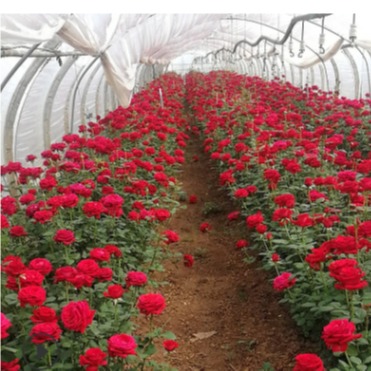 丰花月季种植基地   丰花月季小苗 卡罗拉玫瑰苗  品种月季种植基地