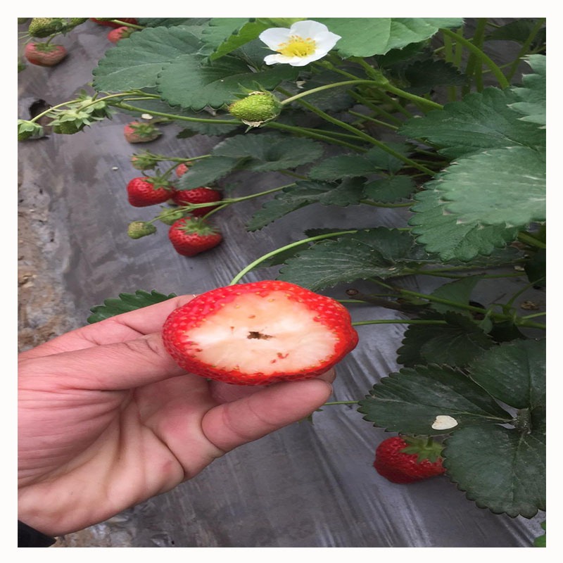 香野草莓苗价格信息 香野草莓苗价格便宜成活率高 兴红农业图片