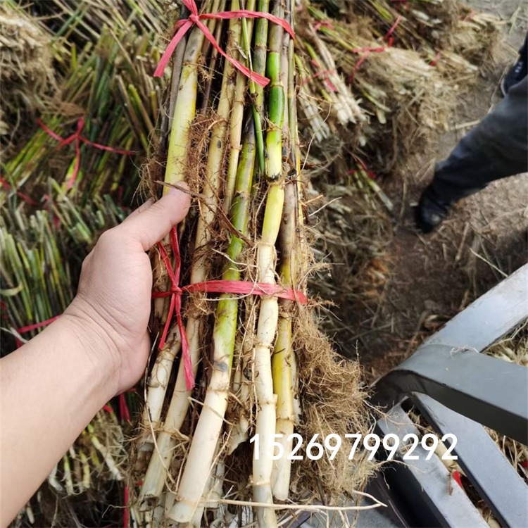 芦苇批发 芦苇苗 芦苇种苗 专业承接芦苇种植 产地直销 提供指导 销售各种水生植物