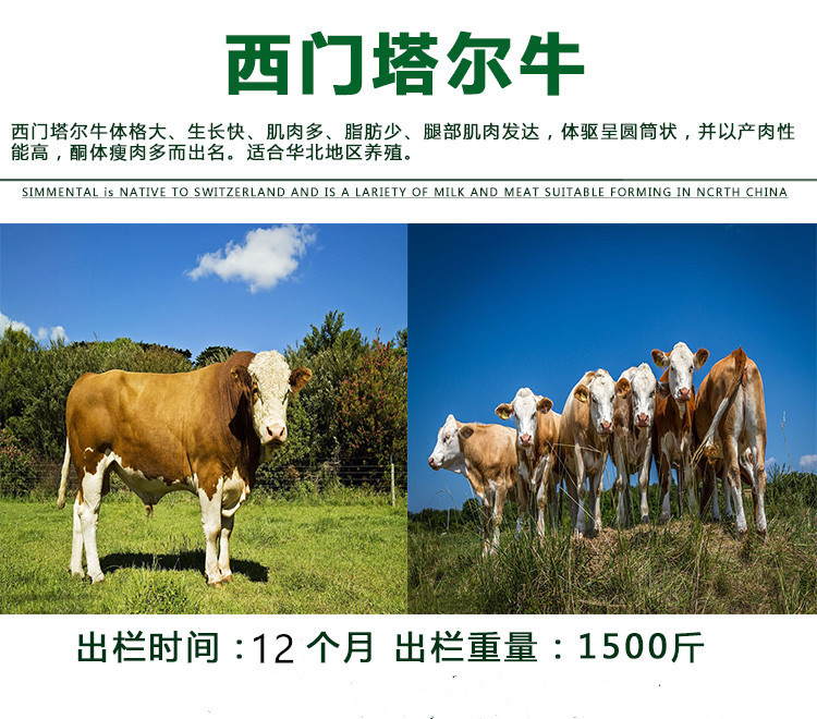 西门塔尔牛养殖视频挑选 西门塔尔小牛母牛犊出售 通凯 四川牛犊示例图2