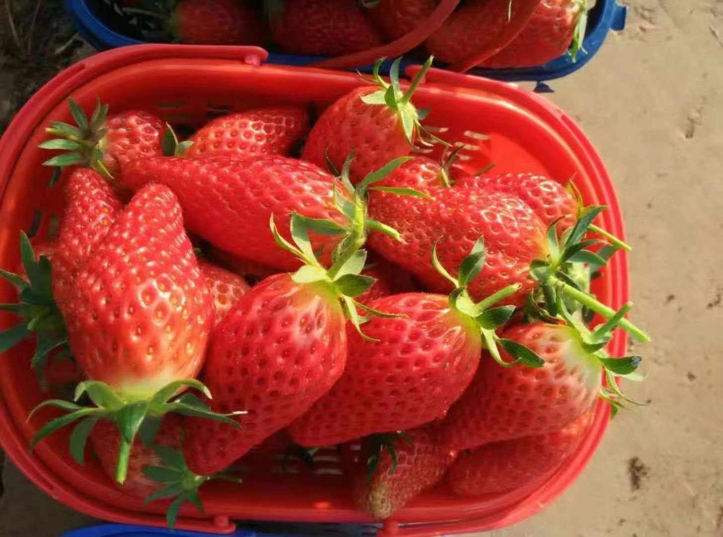 红颜草莓苗淡雪草莓苗南北方种植
