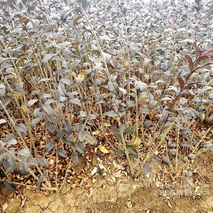 可供西北紫叶水腊 金叶水腊绿篱苗产地 耐寒水蜡适应新疆地区 靓景园林