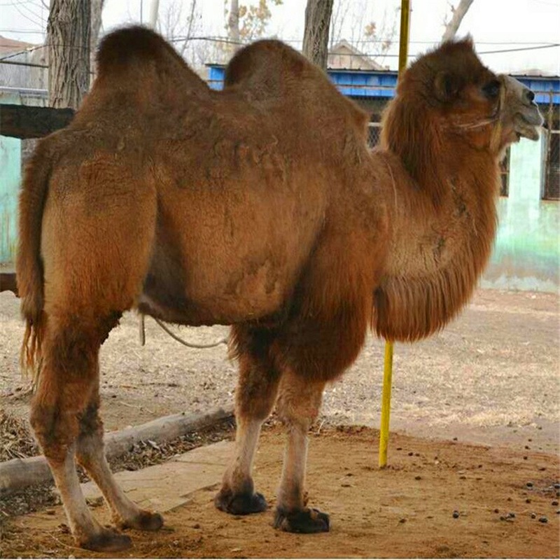 常年供应 骆驼价格 骆驼养殖场 观光骆驼价格