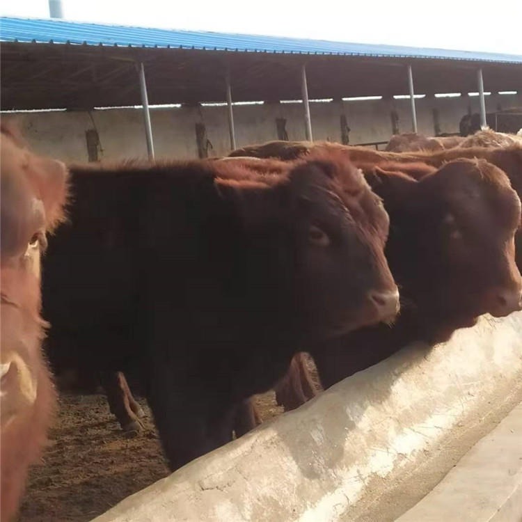 300斤的鲁西黄牛 重庆鲁西黄牛繁育基地 通凯 鲁西黄牛母牛图片
