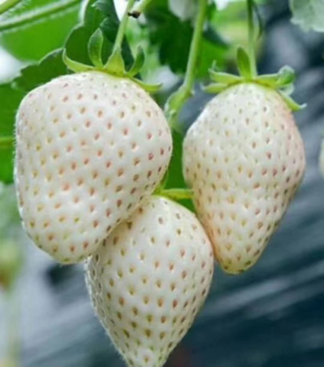 淡雪草莓苗妙7草莓苗南北方种植南北方种植