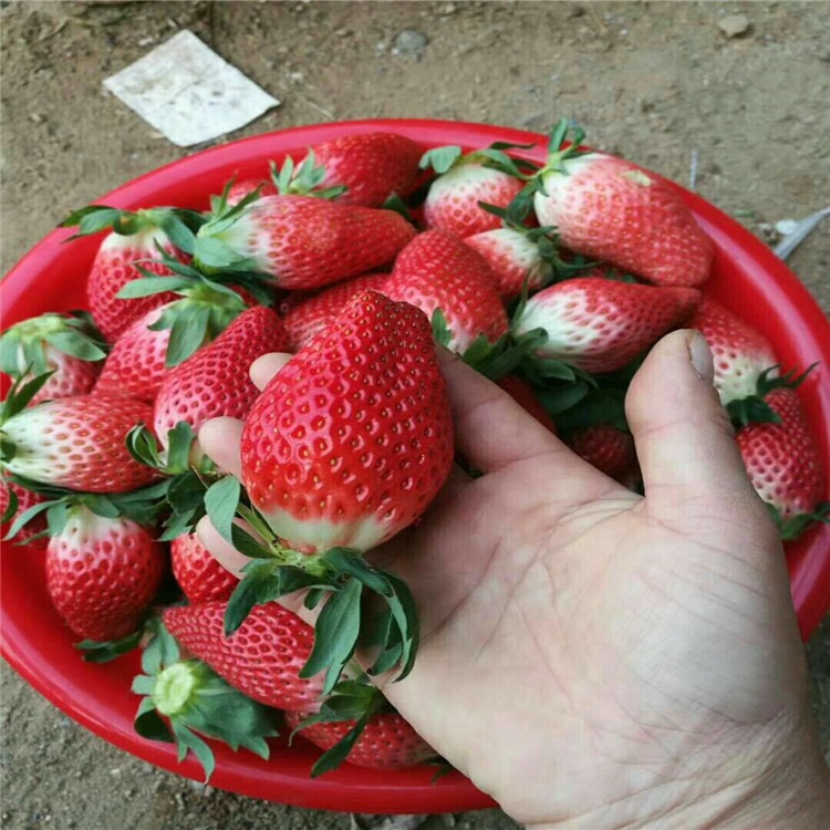 新疆奶油草莓苗价格 甜宝奶油草莓苗信息 种植技术 包技术 兴红农业图片