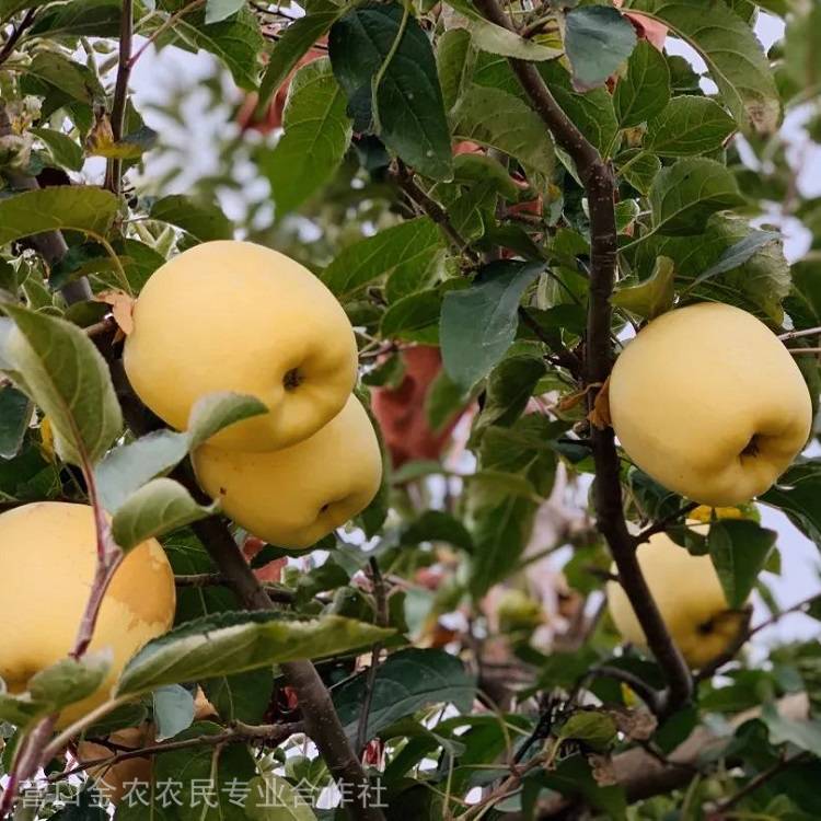 辽宁黄苹果苗 惠农苗木基地供应 维纳斯苹果树苗 各种金苹果品种