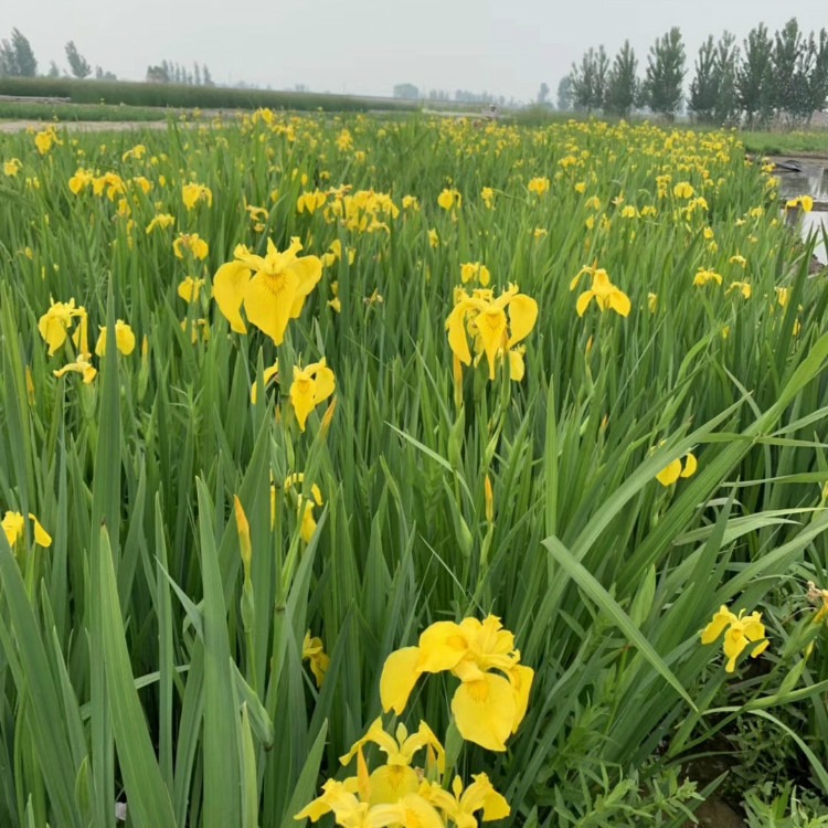 湿地绿化 黄花鸢尾种苗 承接多年生黄花鸢尾种植 量大优惠