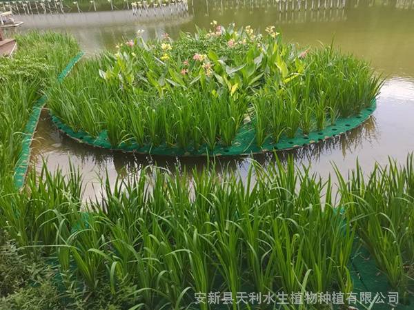 聚酯纤维漂浮湿地,复合植物纤维浮岛,人工浮岛