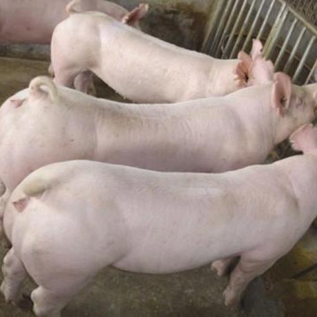长白母猪 产仔多体型好 品种优良 生长速度快好养活图片