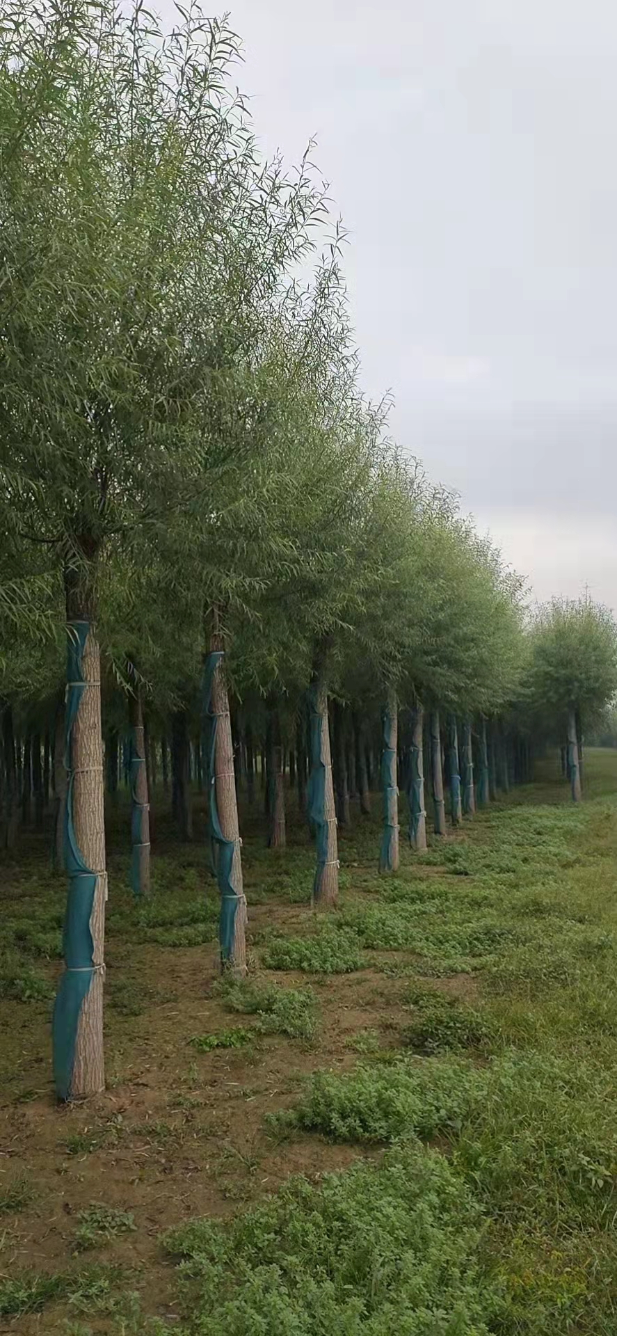 馒头柳金丝垂柳防护树树种大洲供应基地   保定大叶园林绿化公司