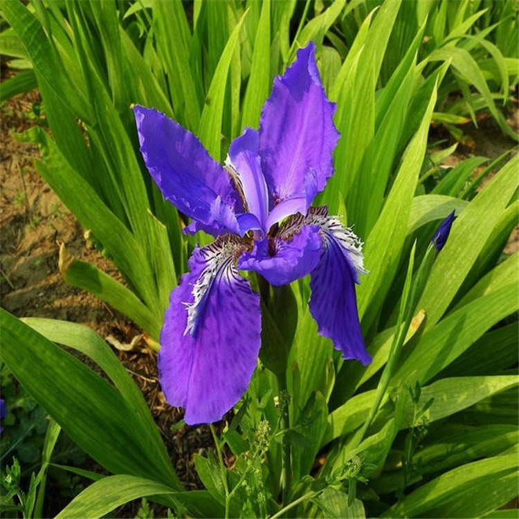 鸢尾 蝴蝶兰水生植物价格低质量好蓝花植物苗木 金榆花卉图片