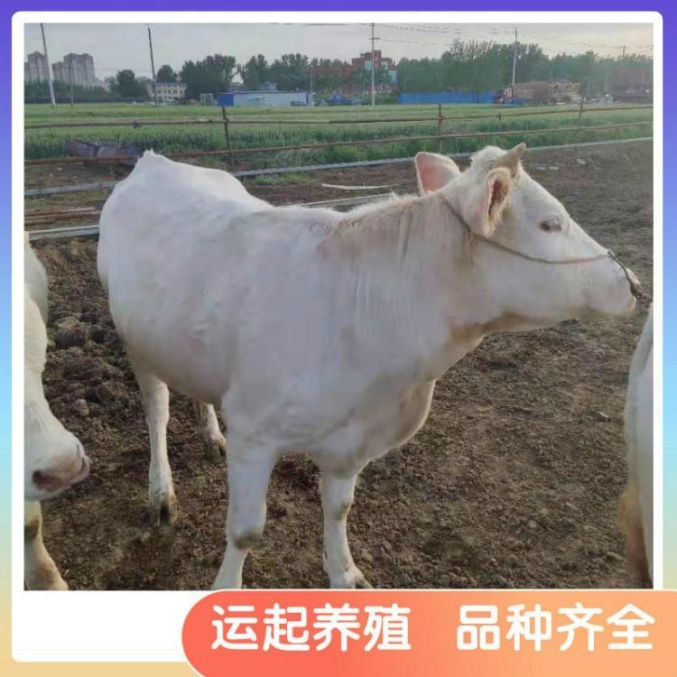 运起 出售四个月夏洛莱牛 价格优惠 育肥肉牛 大型养殖基地 优良产品
