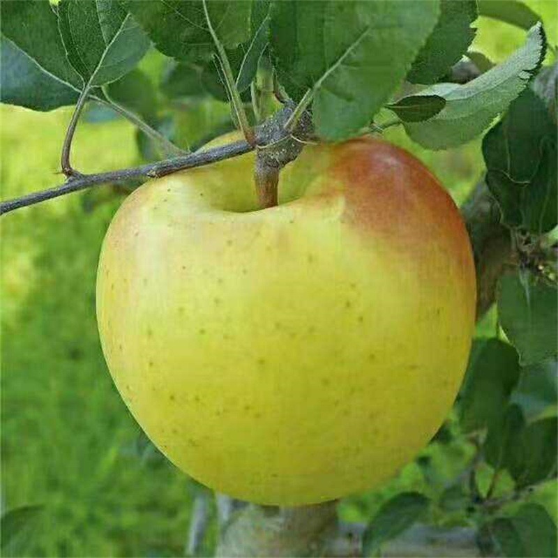 临沂明月苹果苗基地 明月苹果树苗品种介绍 明月苹果苗品种规格 泰安兴红农业图片