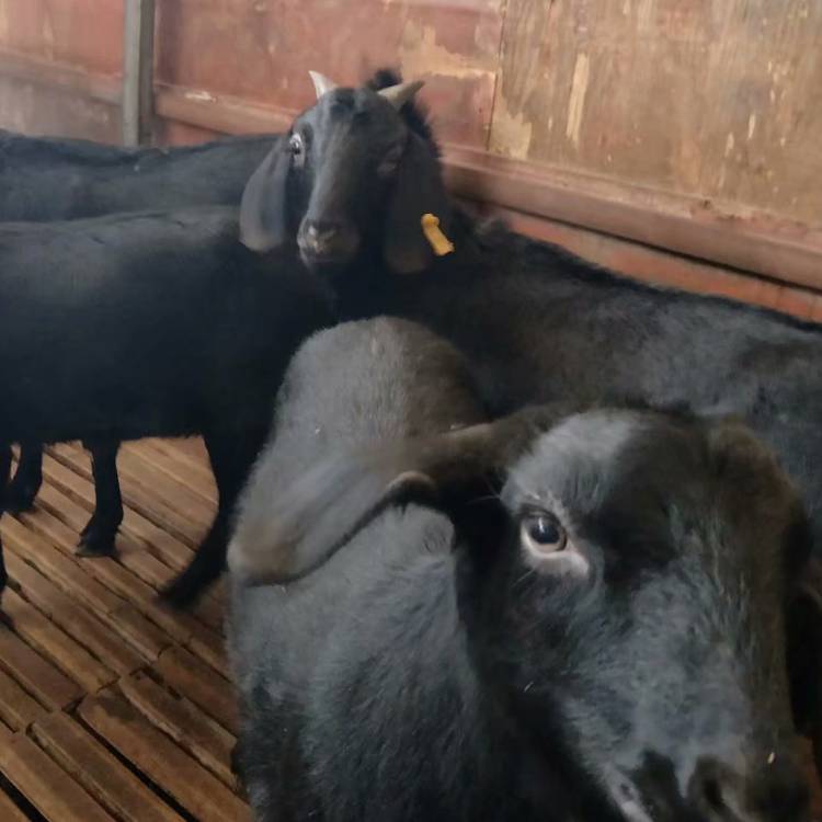 黑山羊羊苗价格 种羊价格母羊活体 3-6个月龄黑山羊羊羔价格 现代 自产自销图片