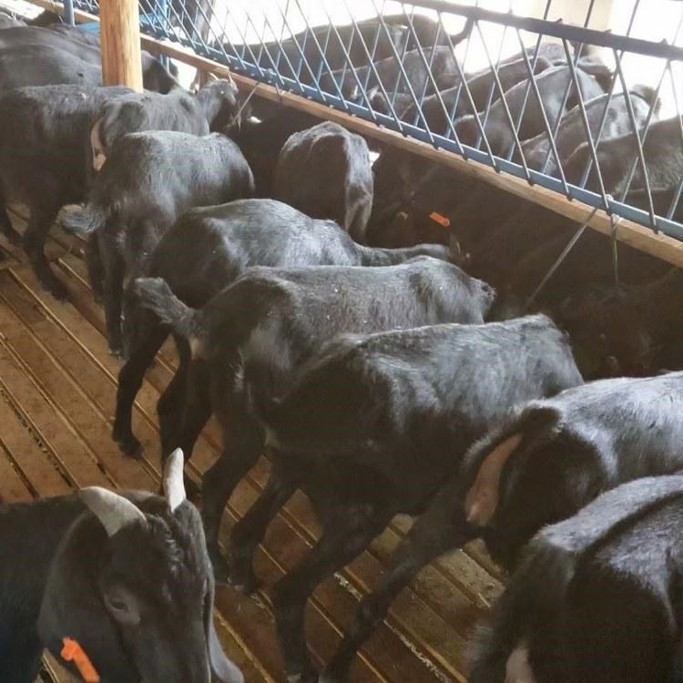 纯种巨型努比亚黑山羊 萨能黑山羊养殖基地 通凯 贵州安顺黑山羊养殖场图片